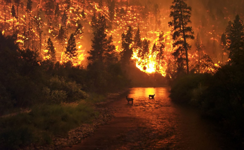Waldbrand im Bitterroot National Forrest